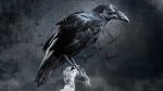 raven perched.jpg